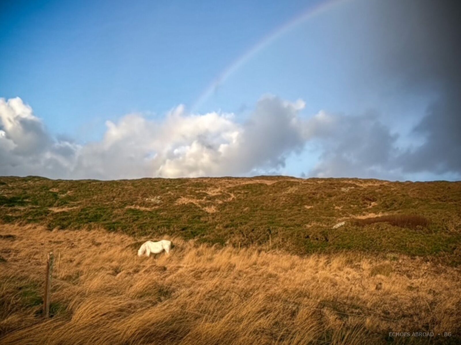 The pale hillside