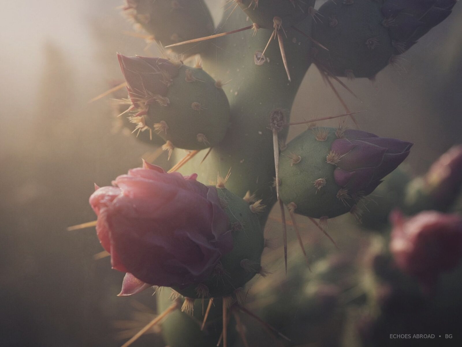 Flowers blooming beside a worn urban threshold